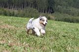 BERGER AUSTRALIEN PUPPIES 055